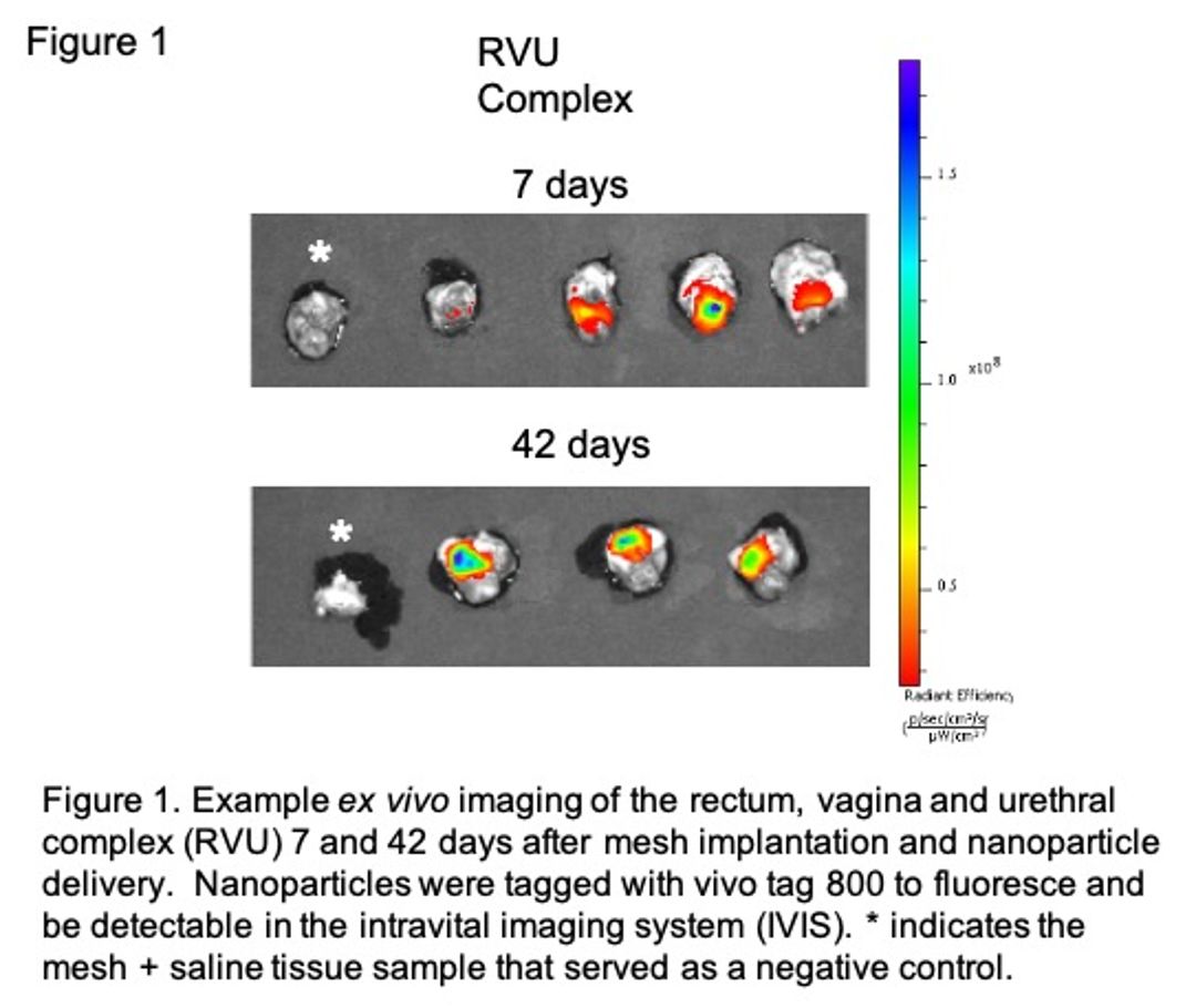 Ics 2021 Abstract 418 Nanoparticles Remain In The Pelvic Region And Promote Elastin Repair In A 